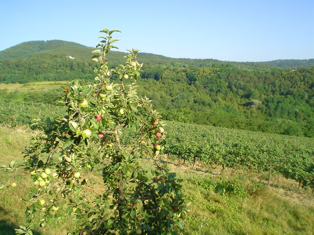 Vineyards and hill town views in Slovenian Istria